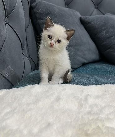 benqal pisik: Erkək, Dişi, Yaxşı əllərə, Ünvandan götürmə, Pulsuz çatdırılma, Ödənişli çatdırılma — 5