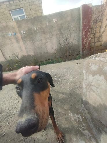 Digər heyvanlar: Doberman — 5
