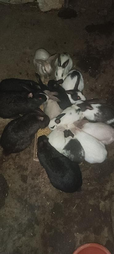 Ev dovşanları – müxtəlif rənglərdə və ölçülərdə - Ağ, qara və ala