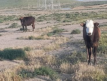 tap az pişik: 4 bas heyvndir.2 ana 2 disi baladir.İnekler tezelikce behirlerin — 5