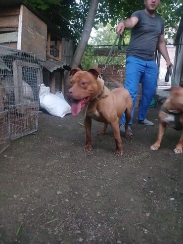 gencede itler: Pitbul, 11 ay, Erkek, Peyvəndli, Ünvandan götürmə — 2