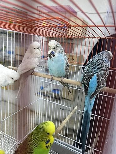 Salam.
Çex Papuqaylar satılır,içlərində hazır cütdə var — 8