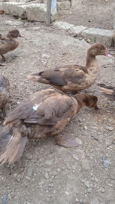 kayuqa ördək: Erkək, | Lal ördək, Damazlıq, Ünvandan götürmə — 2