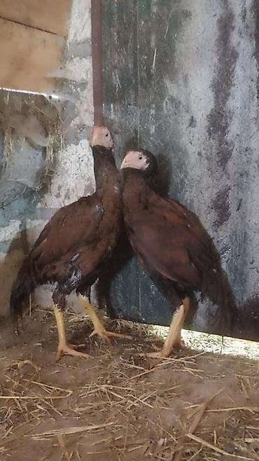 dişi labrador: Toyuq cücələri, Damazlıq — 5