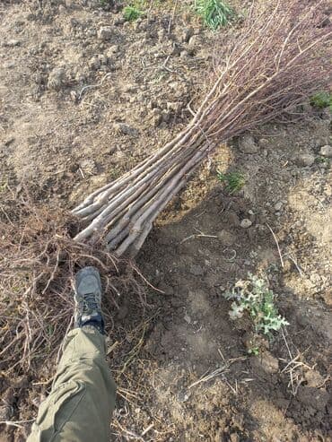 zeytun satışı: Alça qələmi "saglam tinglər saglam bagçiliqin təminatidir"🌱 yeni əkin — 5