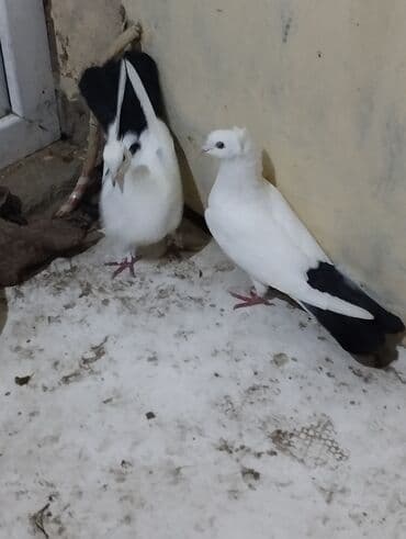 Bülbüllər: 15tuk kekilli erkey deste webeke. 12 tuk maya deste qara quyruq. cut — 2