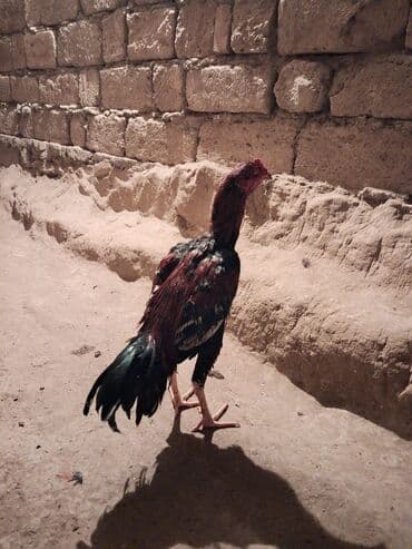 Inəklər, öküzlər: Məhsul: Qırıq tüklü, uzunboylu dayanıqlı xoruz Təsvir: - Uzun və incə — 2