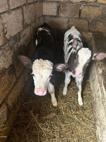 Heyvanlar üçün mallar: Biri erkək biri dişi biri təmiz smentaldı — 1