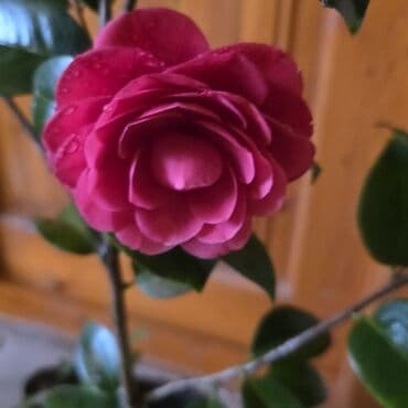 sabun gül buketi: Kameliya qarişiq rənglər — 2