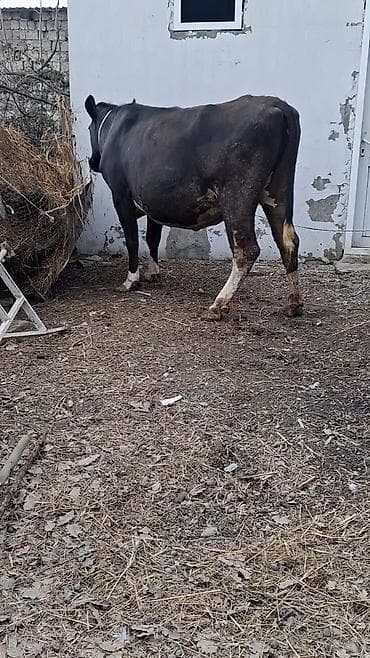 mal qara: Dişi, Simental, il: 4, Südlük, Ünvandan götürmə — 2