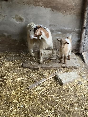 helep: Ana bala heleb balasi erkeydi — 8