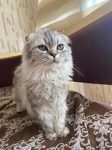 pisik geyimi: Şotland yastı qulaq, Dişi — 1