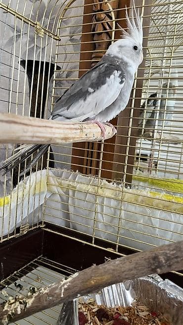 deve quşu: Korella papuqayı 100 Azn razılaşmaq olar Səbəb: dişisi ucub gedib ona — 1