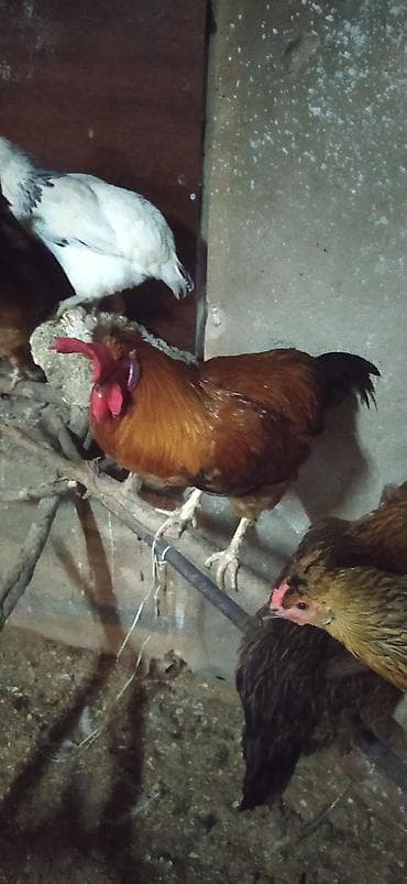 K/t heyvanları və malları: Məhsul: Ev quşları – xoruz və toyuqlar 2sin goturene 10 manat keçerem — 1
