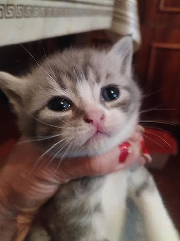 Pişiklər: Yaxşı əllərə — 1