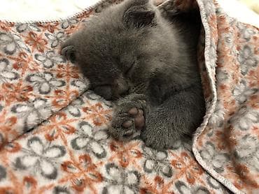 cin bildircin: Britan — 4