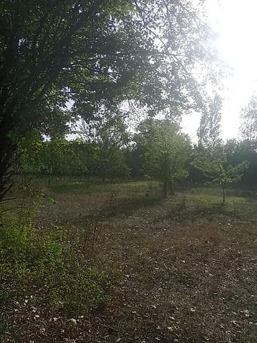 8 sot, Tikinti, Maklerlər narahat etməsin, Kupça (Çıxarış)