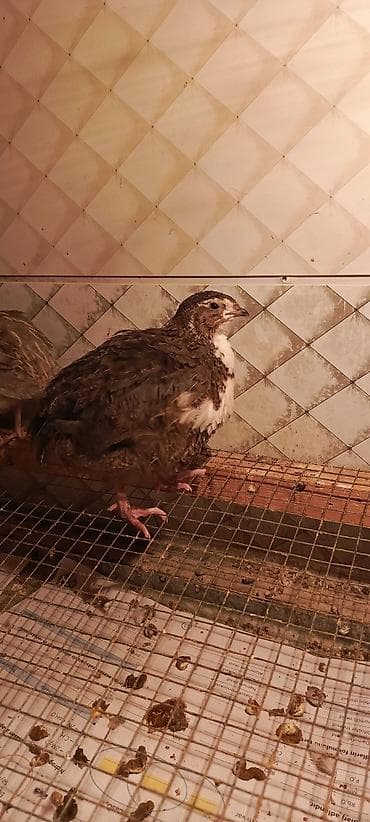 bildircin satşı: SALAM TAM SAĞLAM 42 GÜNLÜK BİLDİRÇİNLƏRDİ — 4