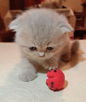 сколько стоит вислоухий кот: Шотладская вислоухая, Самка, В добрые руки, Платная доставка — 1