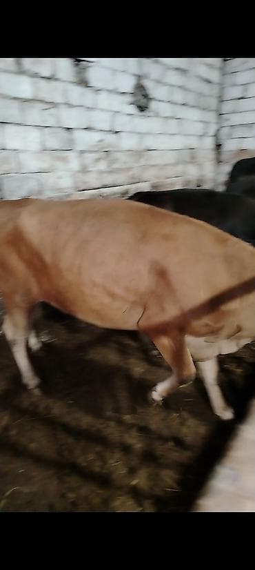 Kimde maraqlı olsa buyursun elaqe saxlasin boş yere narahat eleme