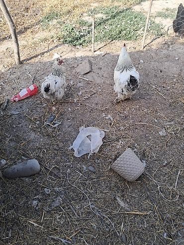 bildircin satisi tap az: Toyuq, Brama, Damazlıq — 1