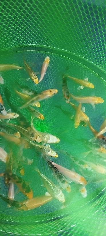 zvanok it satilir: Koi, Sülhsevər, Ödənişli çatdırılma — 5