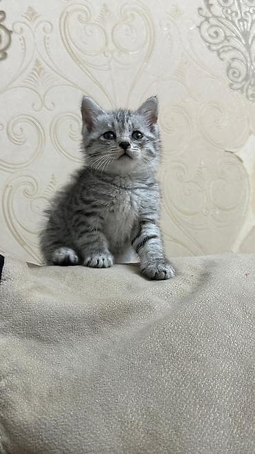 pişik baytarı: Gümüş rəngli, zolaqlı balaca pişik balası - Cins: ev pişiyi (qısa — 2