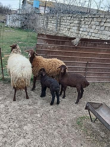 Qazlar: Salam 2 dene Ana baladi. Qirmizi qoyun 1 ci qarnidi disi balaynan .Ag — 6
