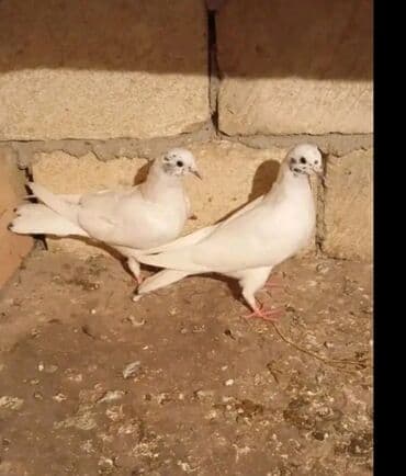 аквариум без рыб: Ağ rəngli dekorativ göyərçinlər - Tam ağ lələklər, bəzi fərdlərdə — 2