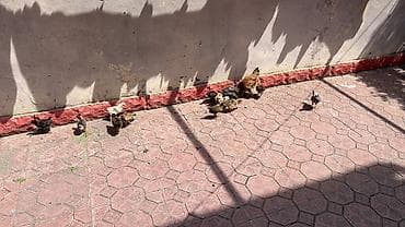 kənd cücələri: Toyuq cücələri, Ətlik — 5