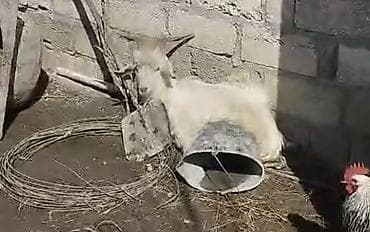 Сельхоз птицы: Sanen keçiləri satılır 5 ana 2 təkə 5 çəpiş 1 doğub bala atıb 1 də 3 — 4