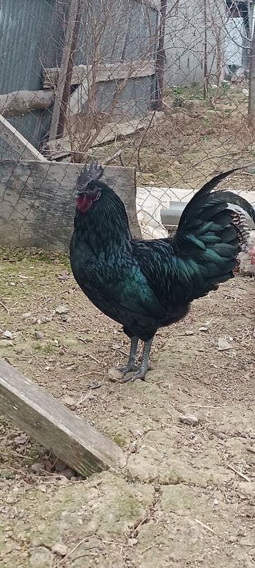 ❗Təcili satiram❗ayam cemani ilə astroloq qarişiği 2 xoruz satilir