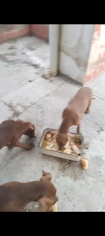 it ucun bellik: Pitbul — 2