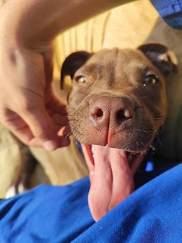 heyvanlar: Pitbul, 8 ay, Erkek, Ünvandan götürmə — 5