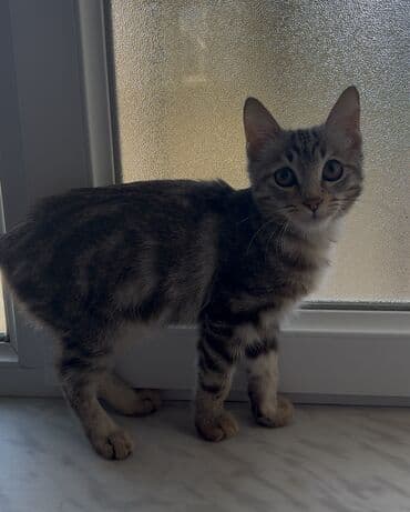 котёнок в хорошие руки: Самец, В добрые руки — 3