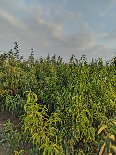 zeytun satışı: Hər növ ağac tinglerinin satışı — 13