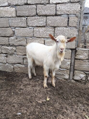 Сельхоз птицы: Təmiz orginal Sani təkəsidi 10 aylığdı Anasıda məndədir Anası 4, 5 — 3