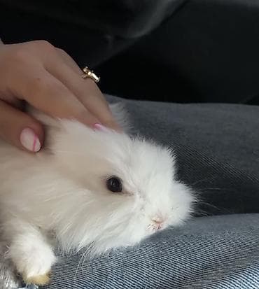dovşa: Mini lop tipli ağ pet dovşan və qəfəs dəsti Məhsul tərkibi: - Mini — 3