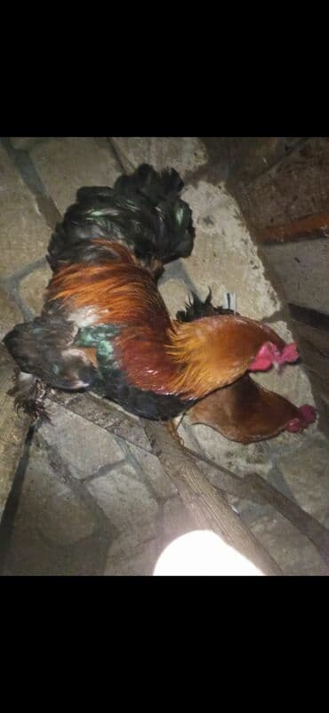 yerli inək cinsləri: Bramadır Sağlamdır — 4