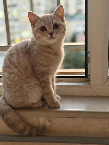 Heyvanlar üçün mallar: Britan — 2