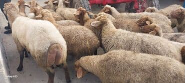 cucə su qabı: Məhsul: Qoyun sürüsü Təsvir: Hem damazliq qoyunlar hemde ətimlik — 4