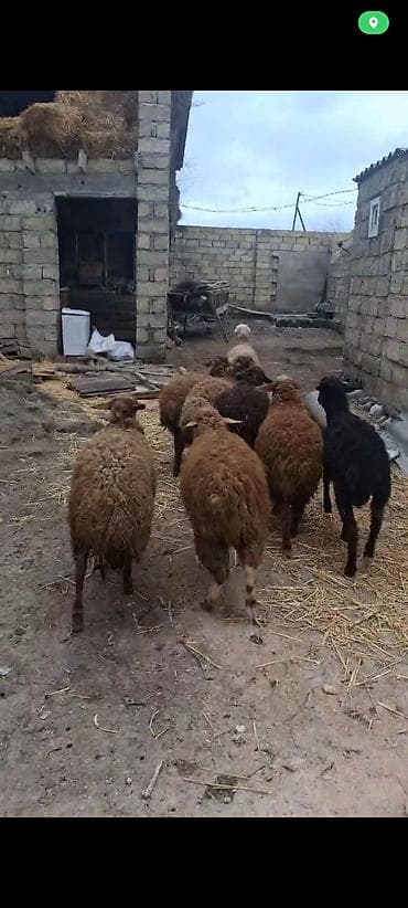 pudel it satisi: 6 dişi 1 erkek satılır Qoyun sürüsü – yerli ətlik/yunluq istiqamət - — 2