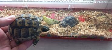 рынок животных в баку: Rus quru tısbağaları– evdə saxlanılan, sakit və az qayğı tələb edən — 3