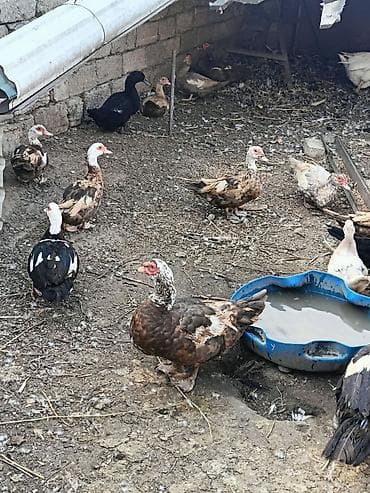 kend cuceleri: Lal ördəklər.Dişi və erkek.Damazliqdilar.Real alicilar nomreye zeng — 1