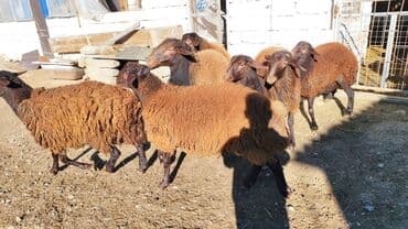 tap az qoyun: Qoyun sürüsü – yerli ətlik-südlük istiqamət - Növ: qaragül/yerli tükü — 4