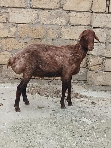 xacmaz heyvan bazari: Erkək, Qala, il: 1, Damazlıq, Ünvandan götürmə — 1