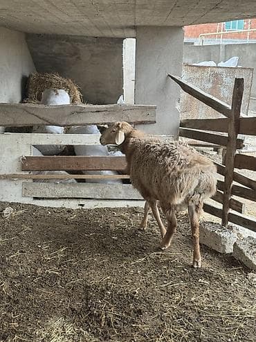 qoyun ucuz: Qoyun – ət və damazlıq üçün - Cins tipi: QISSAR uzunqulaq, - Rəng — 10