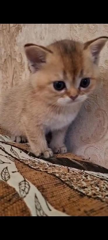 cins pişiklərin satışı: Qızıl şinşilla, Dişi — 5