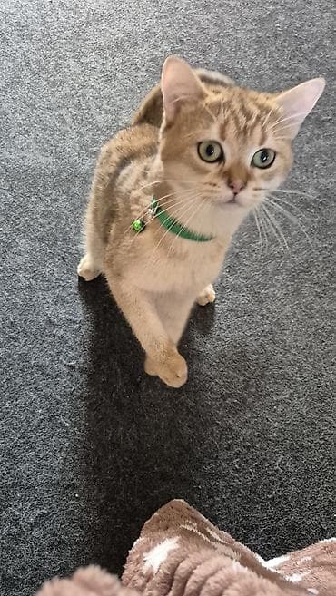 Akvariumlar: Qızıl şinşilla, Erkək, Cütləşmə üçün — 8