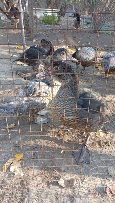 bildirçin az: Məhsul: Muskoviy (hind) ördəkləri – müxtəlif rənglərdə və yaşlarda — 3